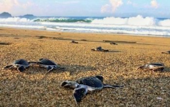 Schildkrötenstrand Sukamade