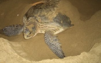 Bromo Ijen Sukamade Tour ab Bali: Vulkane, Blaues Feuer & Schildkröten